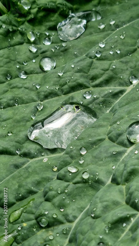 A close-up of raindrops on cabbage leaves. Summer design background with space for text.