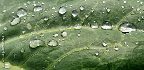 A close-up of raindrops on cabbage leaves. Summer design background with space for text.