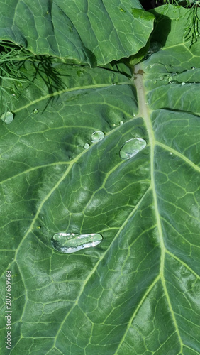 A close-up of raindrops on cabbage leaves. Summer design background with space for text.