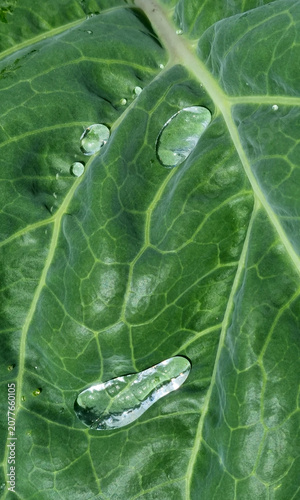A close-up of raindrops on cabbage leaves. Summer design background with space for text.