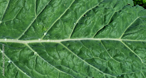 A close-up of raindrops on cabbage leaves. Summer design background with space for text.