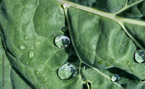 A close-up of raindrops on cabbage leaves. Summer design background with space for text.