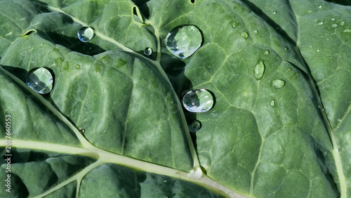 A close-up of raindrops on cabbage leaves. Summer design background with space for text.