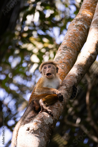 Photography A young monkey (toque macaque) climbing up a tree, Sri Lanka
