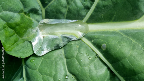 A close-up of raindrops on cabbage leaves. Summer design background with space for text.