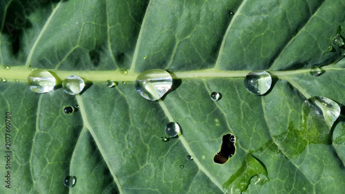 A close-up of raindrops on cabbage leaves. Summer design background with space for text.