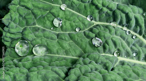 A close-up of raindrops on cabbage leaves. Summer design background with space for text.