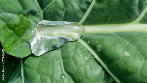 A close-up of raindrops on cabbage leaves. Summer design background with space for text.