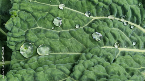 A close-up of raindrops on cabbage leaves. Summer design background with space for text.