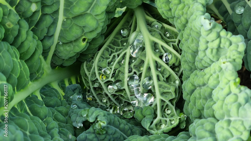 A close-up of raindrops on cabbage leaves. Summer design background with space for text.