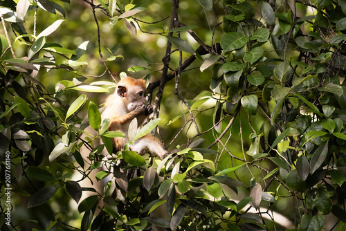 Photography A monkey (toque macaque) sitting in a tree and eating fruits, Sri Lanka