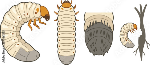 Fotografie Beetle Grub Larva Life Cycle Collection with Scarab Larvae, Soil Pest Anatomy, R
