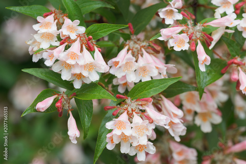 Blooming beauty bush (Kolkwitzia amabilis) with clusters of delicate pink and white bell-shaped flowers and green foliage in a garden setting.