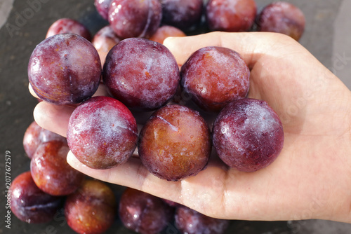 Fresh Red Plums in Hand - Ripe Stone Fruit Ready to Eat