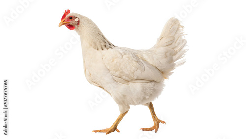 Fotografía Live domestic white chicken hen poultry bird isolated on a transparent backgroun