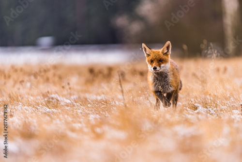Foto Cute Red Fox, Vulpes vulpes in fall forest