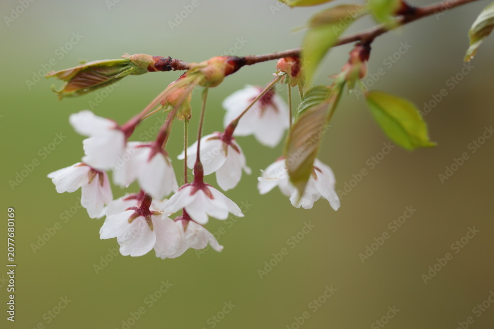 Obraz premium 下を向いて咲いている桜の花
