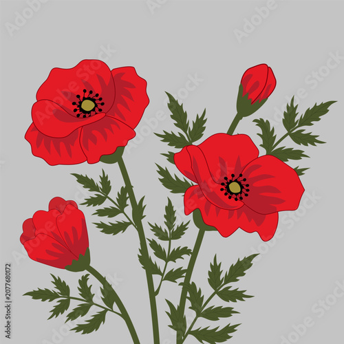 Red Poppy Flowers Blooming Botanical Illustration