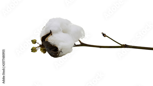 Bild auf Leinwand Cotton boll on branch with unopened buds