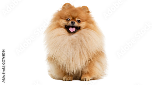 Foto Fluffy Pomeranian dog with tongue out, sitting
