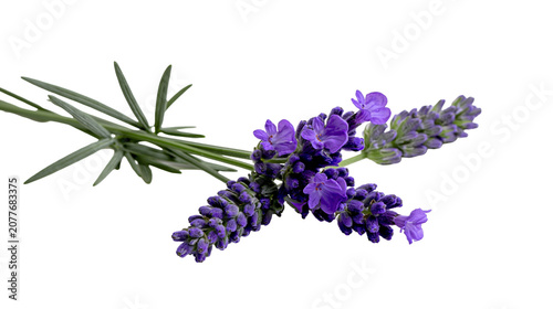 Billede på lærred Purple lavender sprigs with green leaves