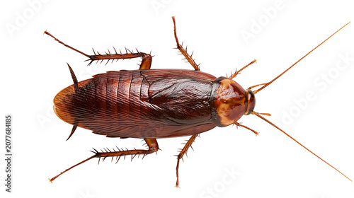 Фотография Brown cockroach with long antennae and spiky legs