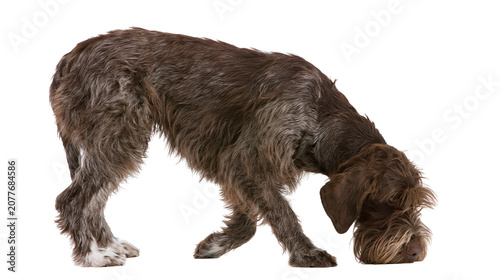 Картината върху платно Wirehaired Pointing Griffon dog sniffing ground