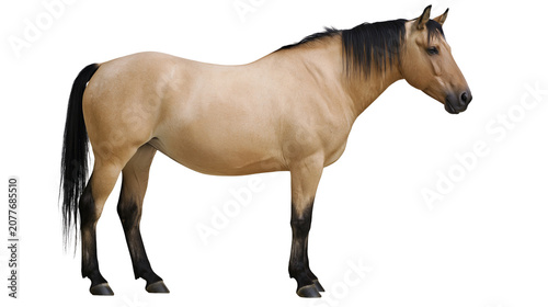 Bild auf Leinwand Buckskin horse with black mane and tail standing