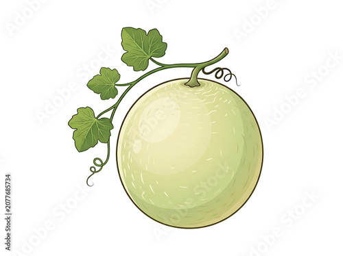 Whole Honeydew Muskmelon Illustration with Vine and Leaves Isolated