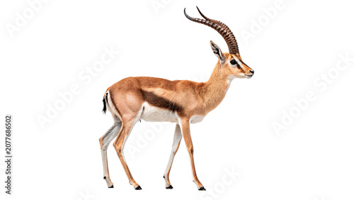 Cuadro en lienzo Wild elegant african gazelle antelope mammal animal standing isolated on a trans