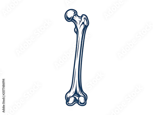 Hand Drawn Vintage Style Human Femur Bone Anatomy Vector Illustration