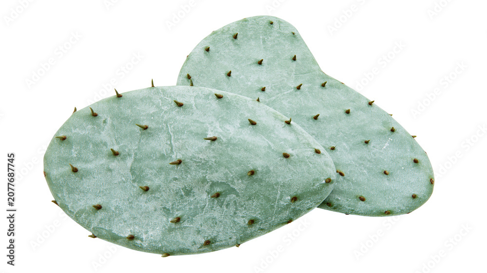 Fototapeta premium Two prickly pear cactus pads with brown spines