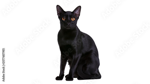 Quadro su tela Black Oriental Shorthair cat sitting with amber eyes