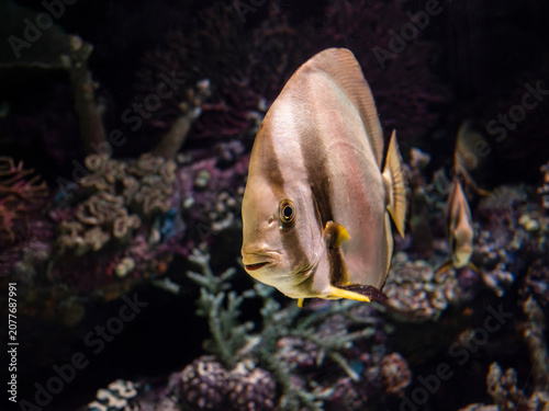 Canvas Print Exotic pinnate batfish swimming in aquarium tank
