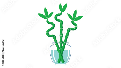Green spiral lucky bamboo stalks in a clear glass water vase as a decorative indoor plant element for home or office feng shui decor.