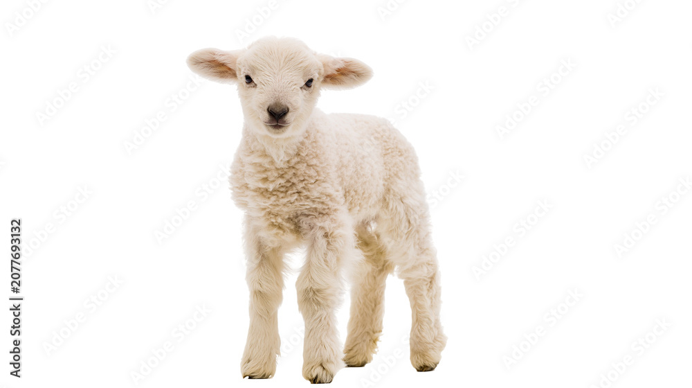 Fototapeta premium Fluffy white lamb standing on white