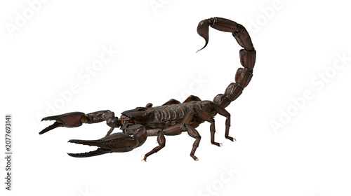 Fotografie Dark brown scorpion with raised tail and claws