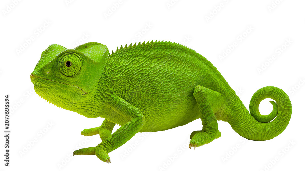 Fototapeta premium Vibrant green chameleon with textured skin, isolated on transparent background