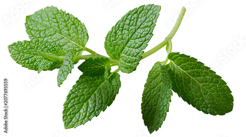Картината върху платно Fresh green mint leaves sprig