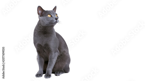 Fotografie Russian Blue cat sitting, looking up with yellow eyes