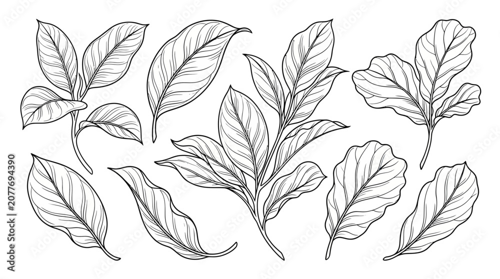 Fototapeta premium Hand-Drawn Botanical Leaves Collection - Vector Sketch Elements