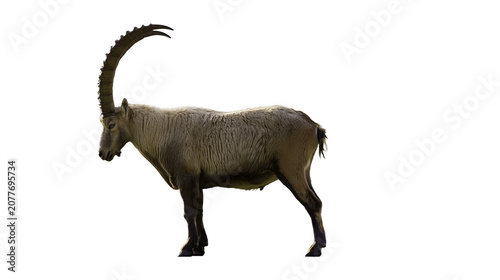 Fotografie Alpine Ibex with large curved horns standing profile view