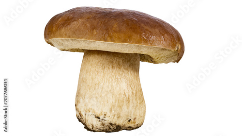 фотографія Porcini mushroom with thick stem and brown cap