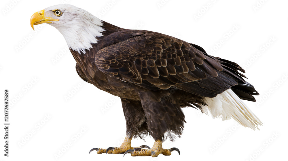 Fototapeta premium Bald eagle with white head and brown body standing on white