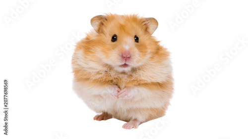 Bild auf Leinwand Fluffy Syrian hamster with orange and white fur sitting