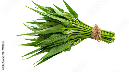 Photos Fresh green water spinach bunch tied with jute rope