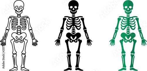 Human_skeleton_silhouette_vector?_202606291631.eps