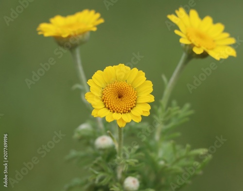 Fotografie Anthemis tinctoria (golden chamomile, golden marguerite, oxeye chamomile)