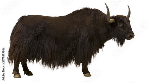 Fotografía Dark brown yak with long shaggy fur and curved horns