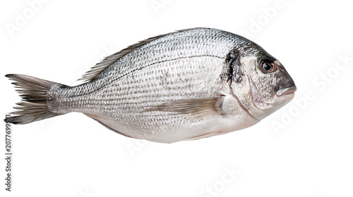 Cuadro en lienzo Whole raw sea bream fish with silver scales and fins